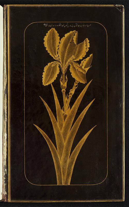 The binding doublures each feature a single iris in gold against a black ground with an inscription above the flower.